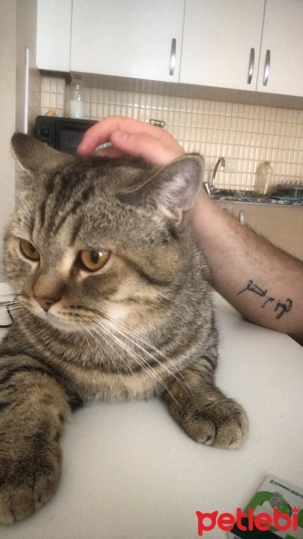 Tekir Kedi, Kedi  odin ve pablo fotoğrafı