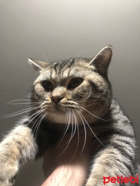 Tekir Kedi, Kedi  odin ve pablo fotoğrafı