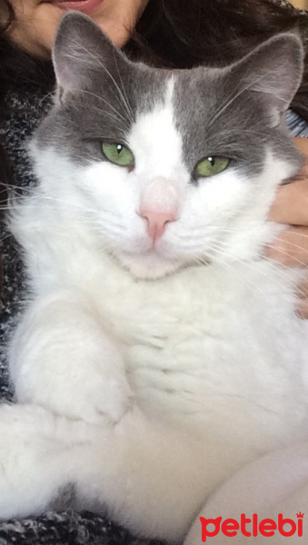Ragamuffin, Kedi  potuk fotoğrafı
