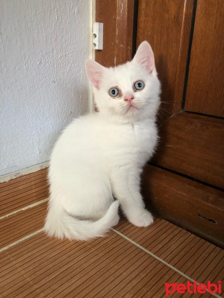 British Shorthair, Kedi  Kedi fotoğrafı