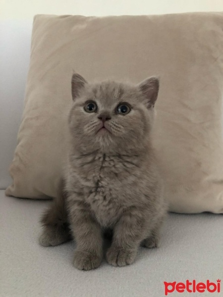 British Shorthair, Kedi  Kedi fotoğrafı