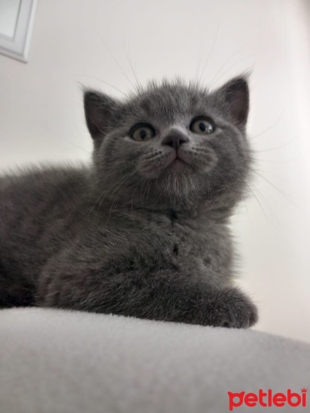 British Shorthair, Kedi  Kedi fotoğrafı