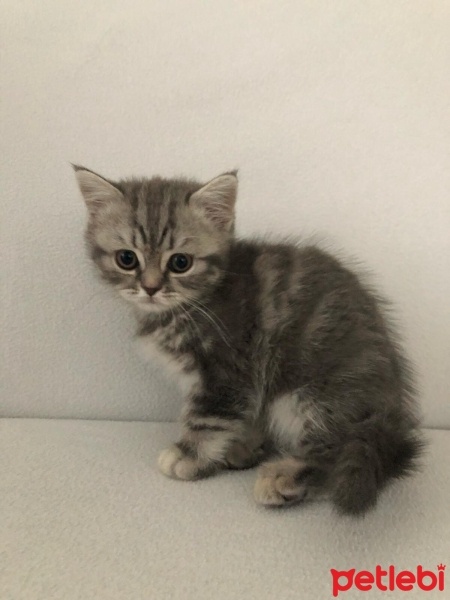 British Shorthair, Kedi  Kedi fotoğrafı