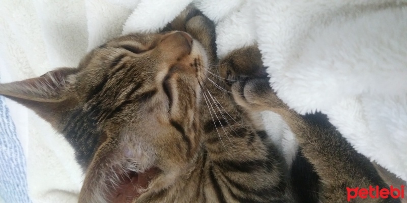 Tekir Kedi, Kedi  Gölge fotoğrafı