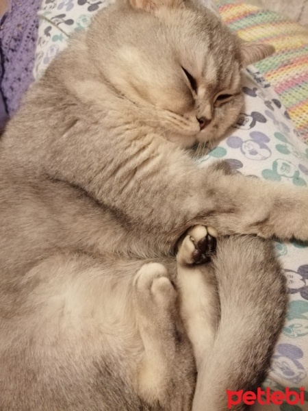 British Shorthair, Kedi  Lokum fotoğrafı
