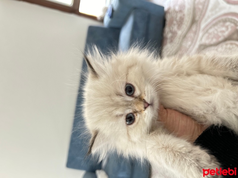 British Longhair, Kedi  Gofret fotoğrafı
