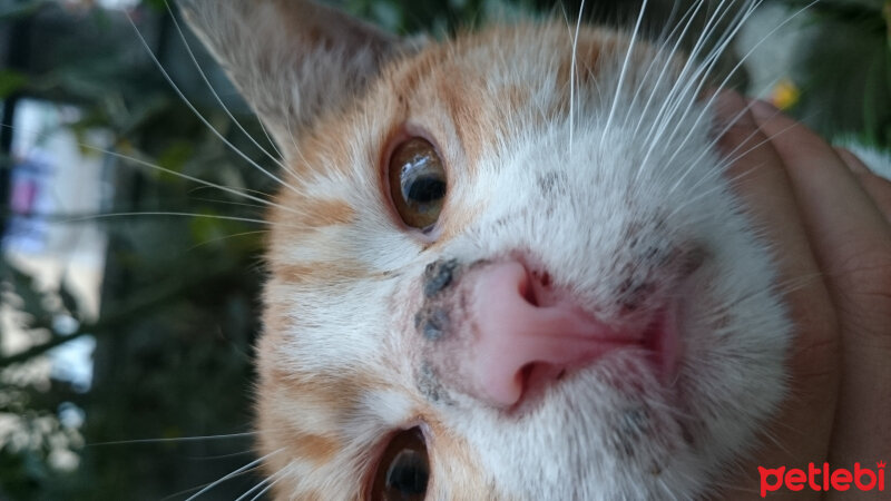 Tekir Kedi, Kedi  Tarçın (Bulgur) fotoğrafı