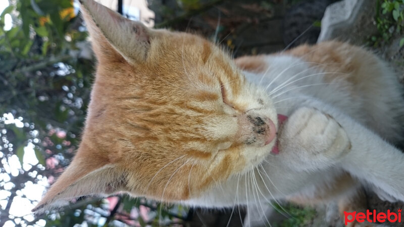 Tekir Kedi, Kedi  Tarçın (Bulgur) fotoğrafı