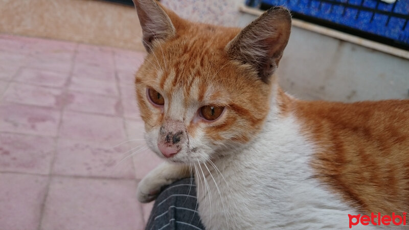 Tekir Kedi, Kedi  Tarçın (Bulgur) fotoğrafı