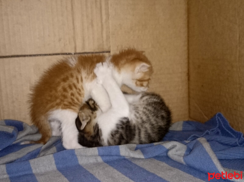 Tekir Kedi, Kedi  Tarçın (Bulgur) fotoğrafı