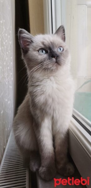 British Shorthair, Kedi  Zine fotoğrafı