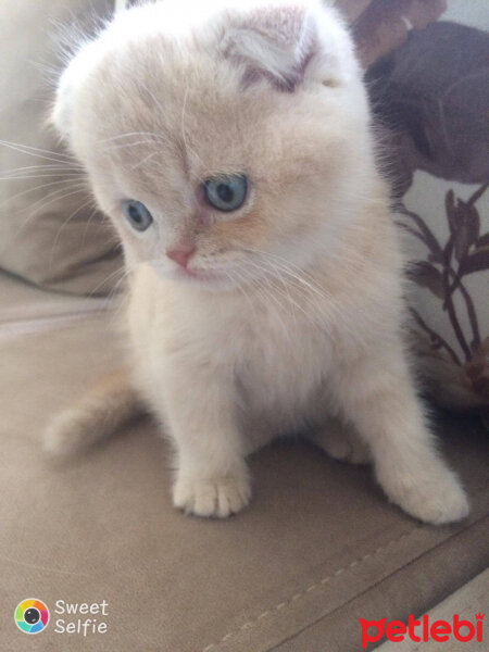 Scottish Fold, Kedi  Behlül fotoğrafı