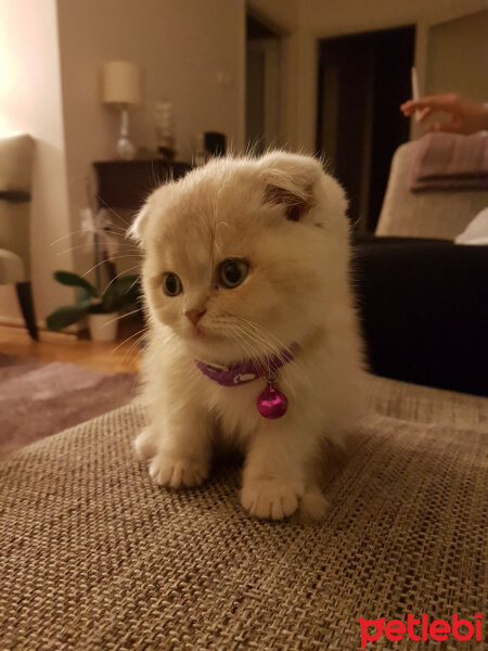 Scottish Fold, Kedi  Behlül fotoğrafı