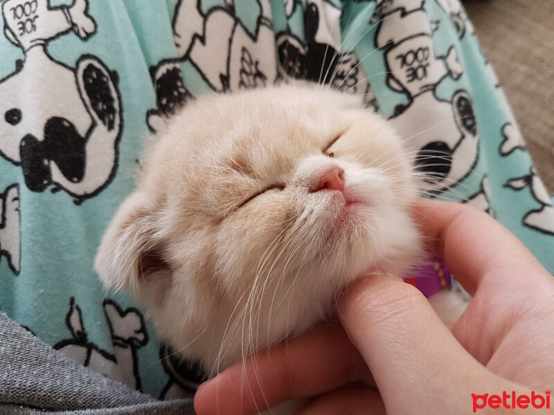 Scottish Fold, Kedi  Behlül fotoğrafı