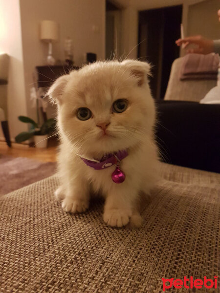 Scottish Fold, Kedi  Behlül fotoğrafı