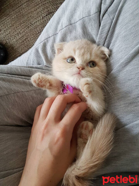 Scottish Fold, Kedi  Behlül fotoğrafı