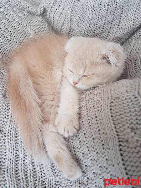 Scottish Fold, Kedi  Behlül fotoğrafı