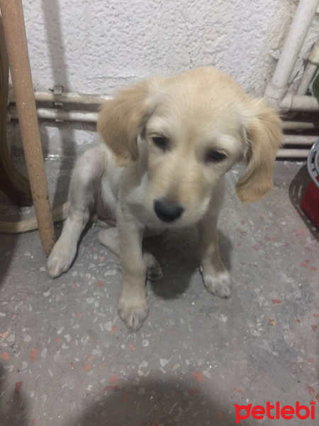 Golden Retriever, Köpek  Zeyna fotoğrafı