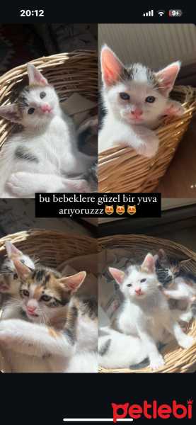 Tekir Kedi, Kedi  mantar fotoğrafı