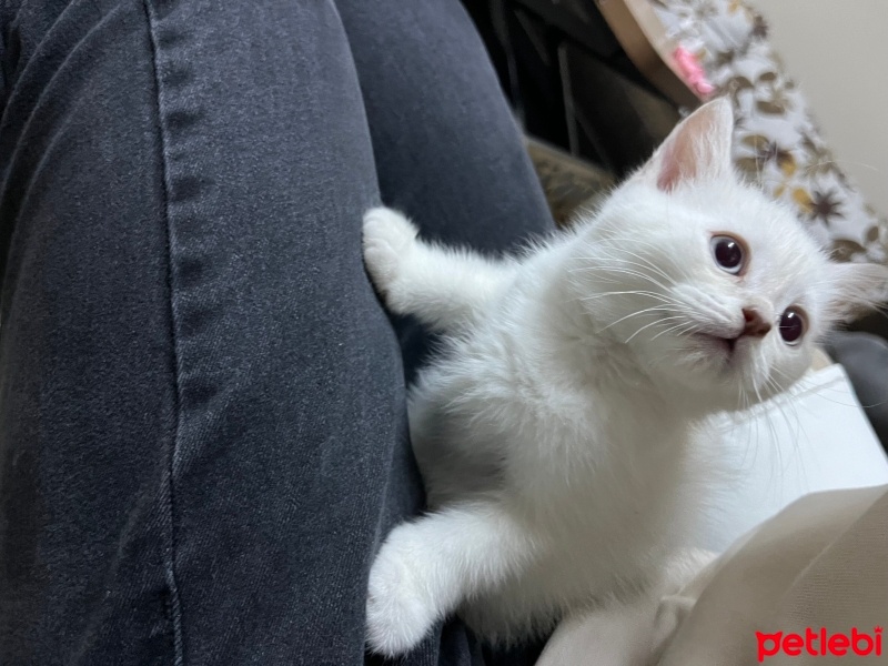 Scottish Fold, Kedi  Scottish Fold Blue Point fotoğrafı
