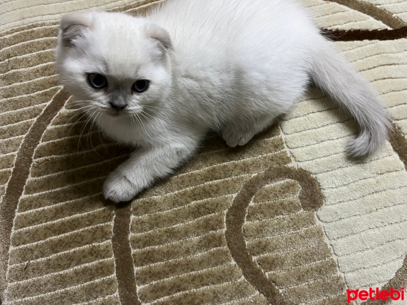 British Shorthair, Kedi  British Shorthair fotoğrafı