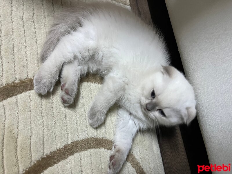 British Shorthair, Kedi  British Shorthair fotoğrafı