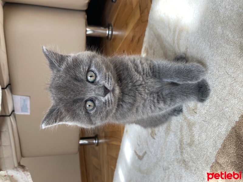 British Shorthair, Kedi  Bıdık fotoğrafı