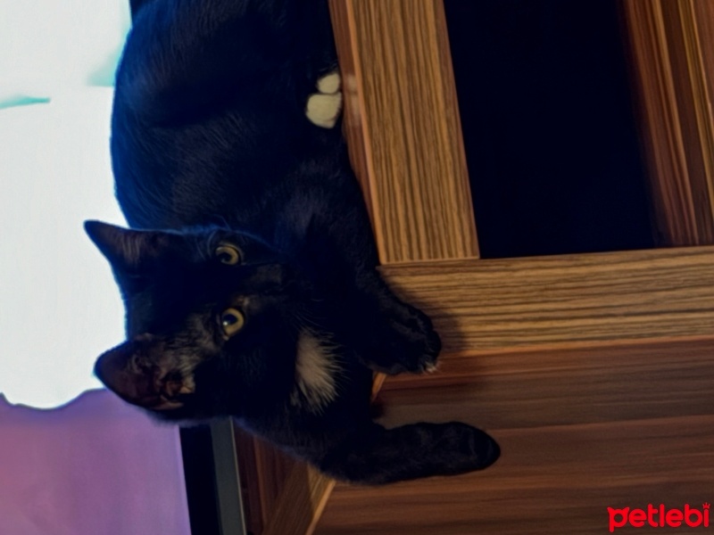 Tekir Kedi, Kedi  Gece fotoğrafı