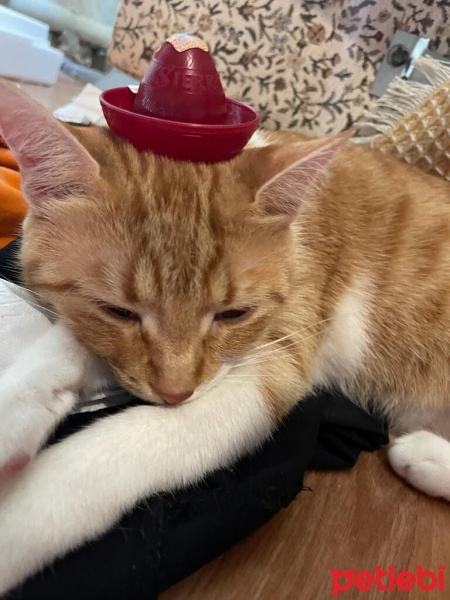 Sarman, Kedi  Minok Porti fotoğrafı