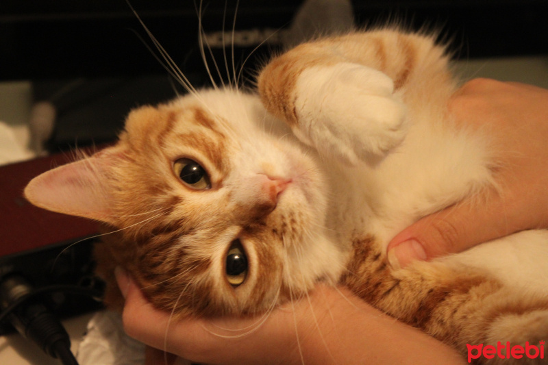 Ocicat, Kedi  TATLIM fotoğrafı