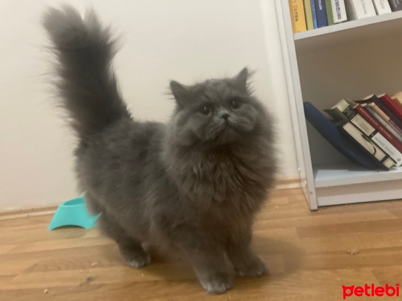 British Longhair, Kedi  Mükremin fotoğrafı