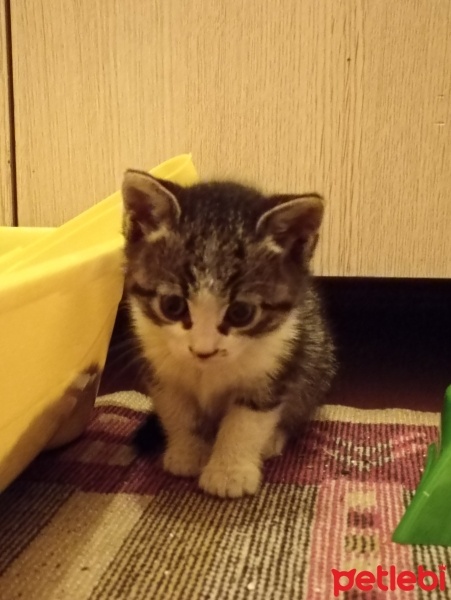 Tekir Kedi, Kedi  Jülide fotoğrafı