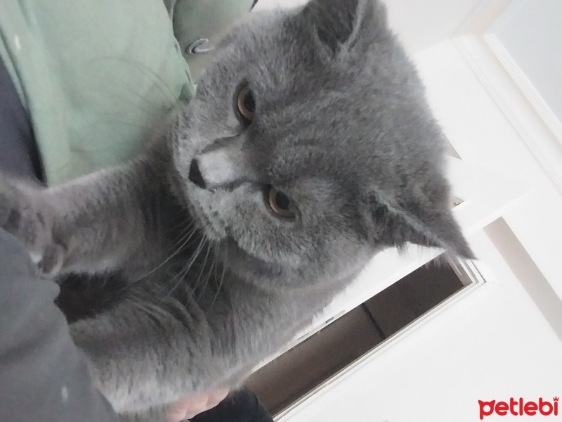 British Shorthair, Kedi  Duman fotoğrafı