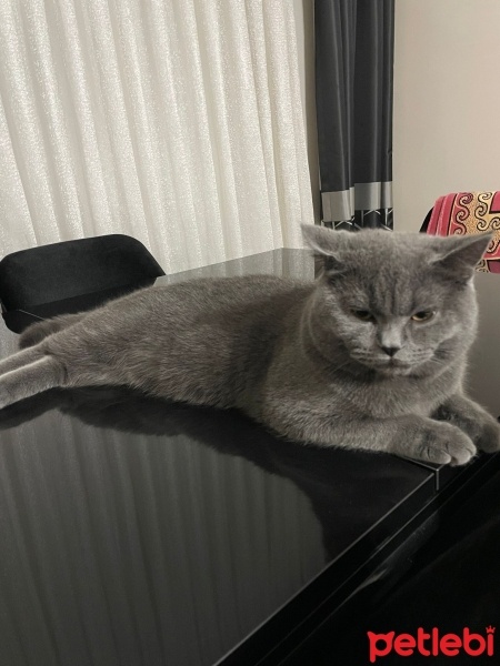 British Shorthair, Kedi  Duman fotoğrafı