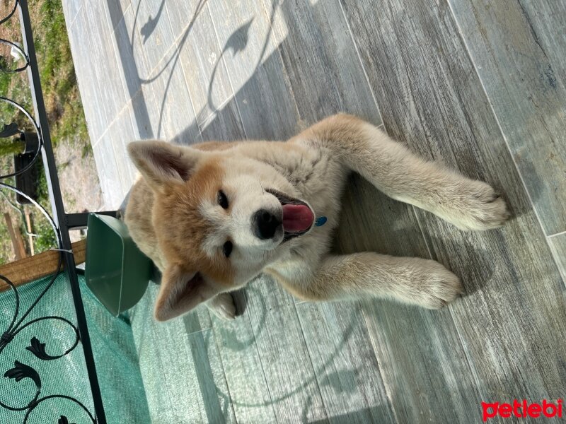 Akita İnu, Köpek  Rota fotoğrafı