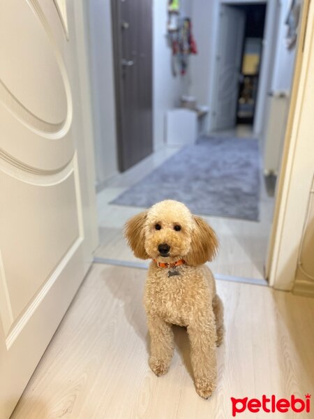 Poodle(Standart Kaniş), Köpek  Chivas fotoğrafı