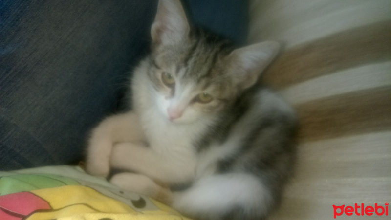 Tekir Kedi, Kedi  Pati fotoğrafı