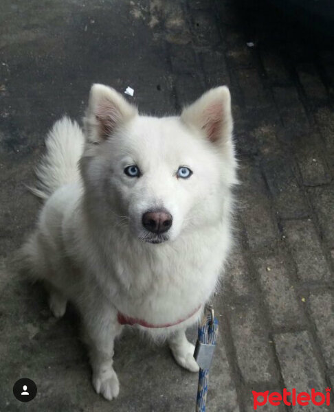 Sibirya Kurdu (Husky), Köpek  Leysi fotoğrafı