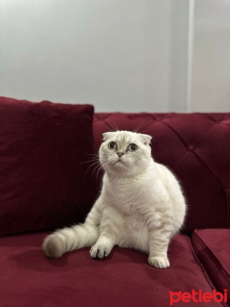 Scottish Fold, Kedi  milka fotoğrafı