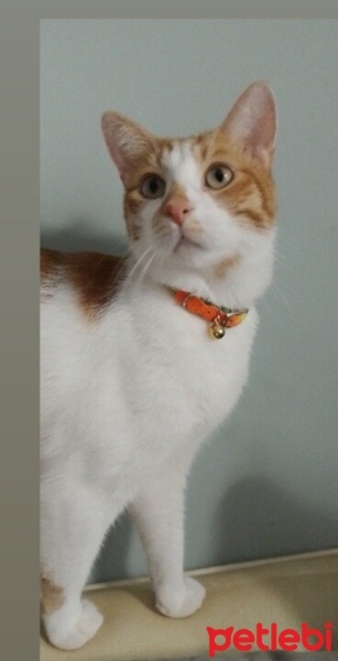 Sarman, Kedi  Mulayim fotoğrafı