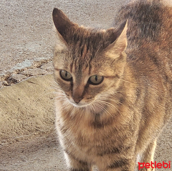 Tekir Kedi, Kedi  Overthink fotoğrafı