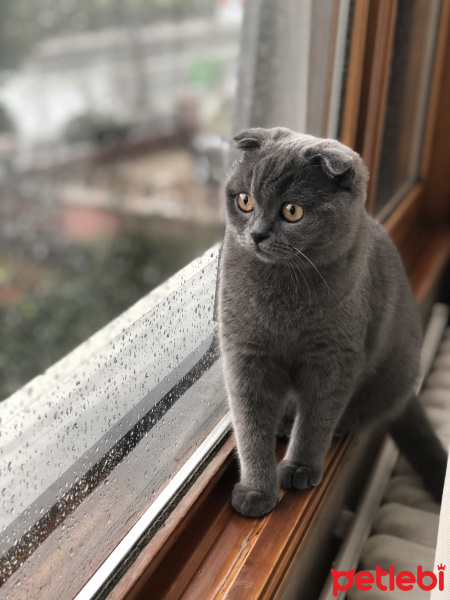 Scottish Fold, Kedi  Pati fotoğrafı