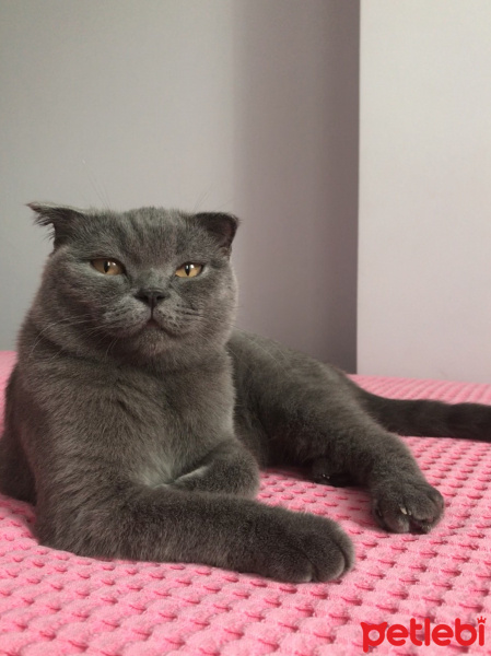 Scottish Fold, Kedi  Pati fotoğrafı