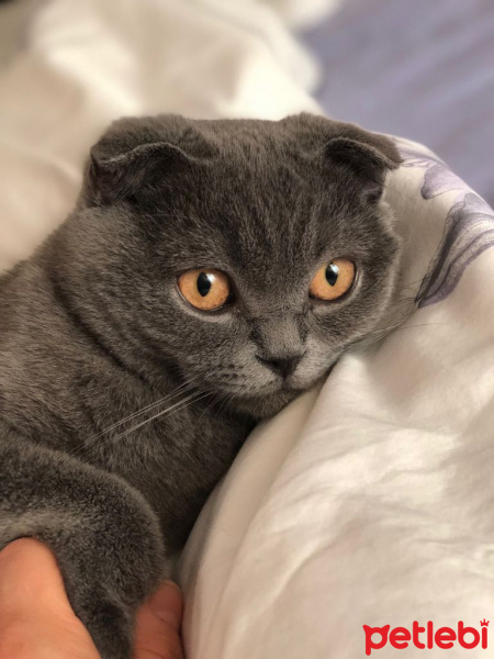 Scottish Fold, Kedi  Pati fotoğrafı