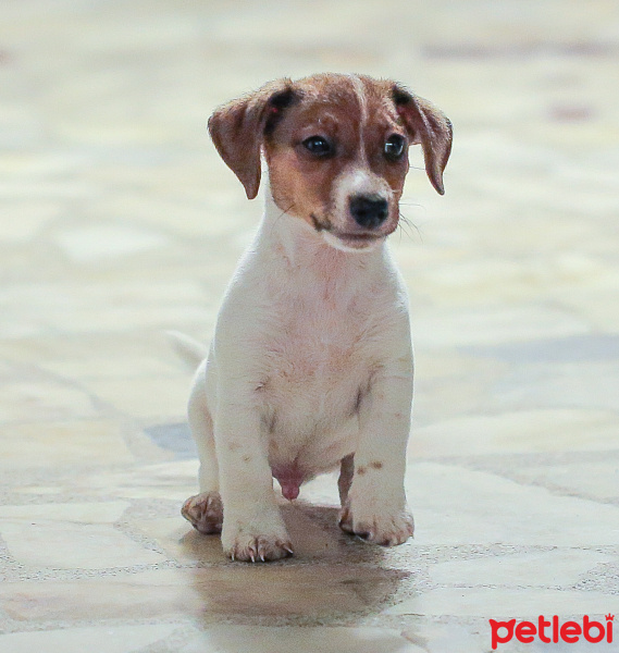 Jack Russell Terrier, Köpek  lui fotoğrafı