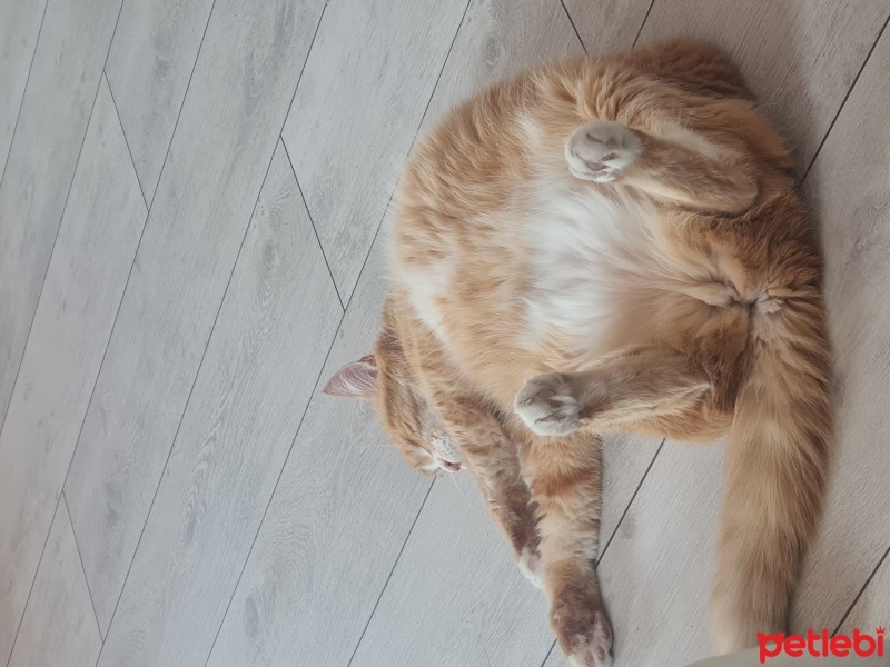 Tekir Kedi, Kedi  Küçük fotoğrafı