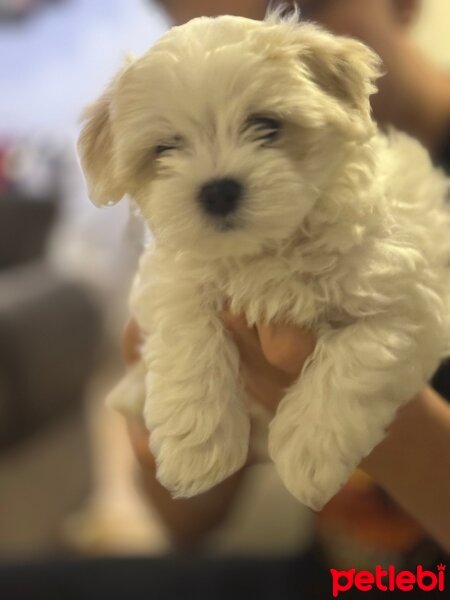 Maltese, Köpek  Simba fotoğrafı