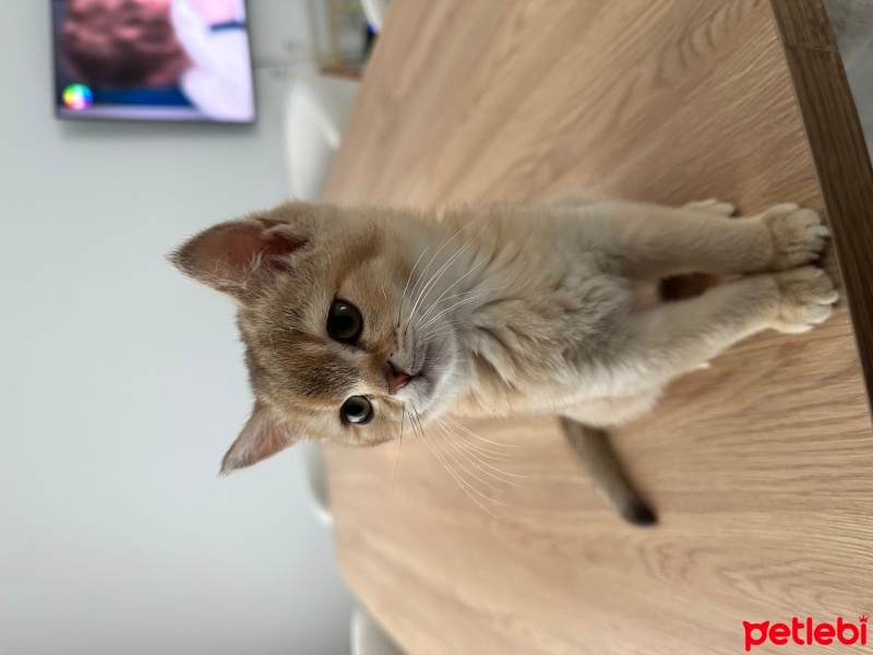 British Shorthair, Kedi  Dodo fotoğrafı