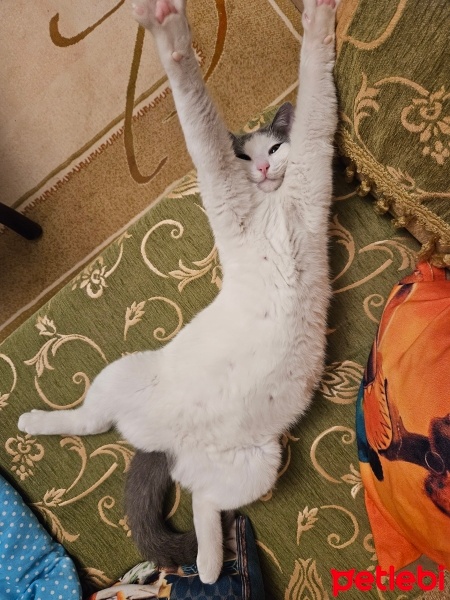 Van Kedisi, Kedi  Firuze fotoğrafı