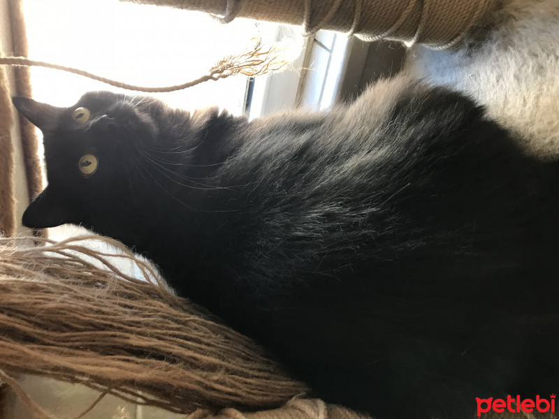 Himalayan, Kedi  Pars fotoğrafı